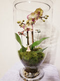 Orchid Fairy Garden Glass Dome Arrangement