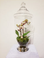 Orchid Fairy Garden Glass Dome Arrangement