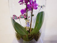 Orchid Fairy Garden Glass Dome Arrangement