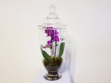 Orchid Fairy Garden Glass Dome Arrangement