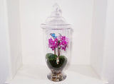 Orchid Fairy Garden Glass Dome Arrangement