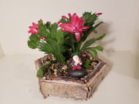 Red or Hot Pink Christmas Cactus and a Knome