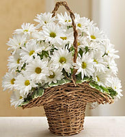 Basket Full of Daisies for Sympathy