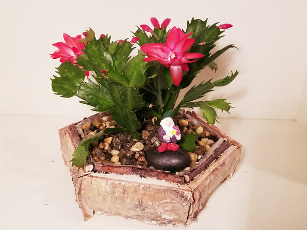 Christmas Cactus and a Knome